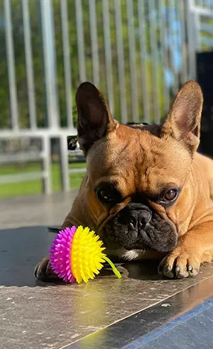 L'Élevage des Constellations de Beauregard : Élevage de Bulldog Français