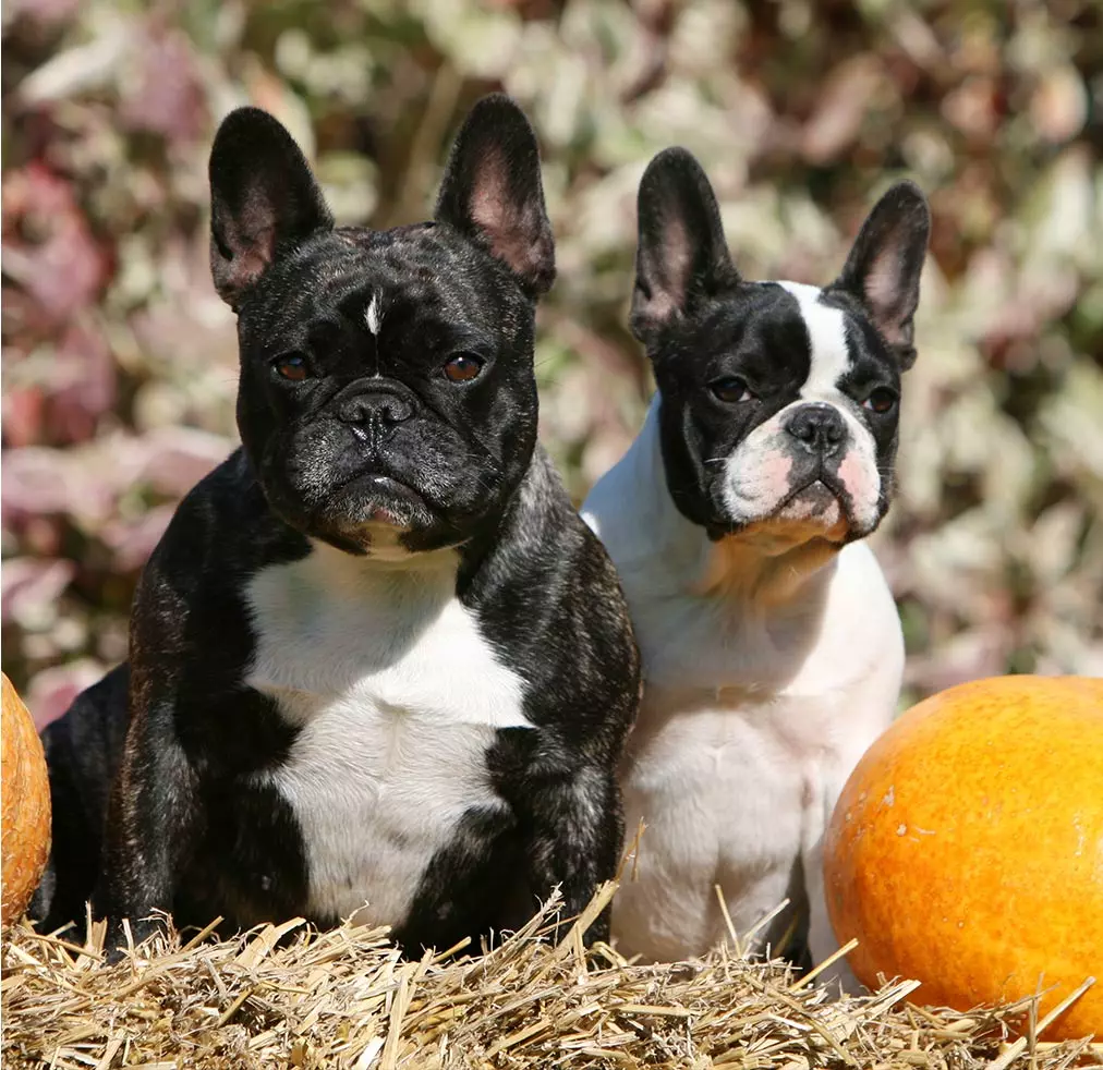 Éleveur bouledogue français Morbihan (56)