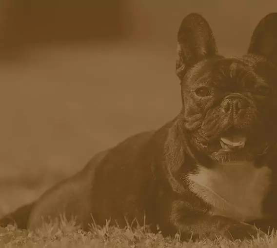 L'Élevage des Constellations de Beauregard : Élevage de Bulldog Français