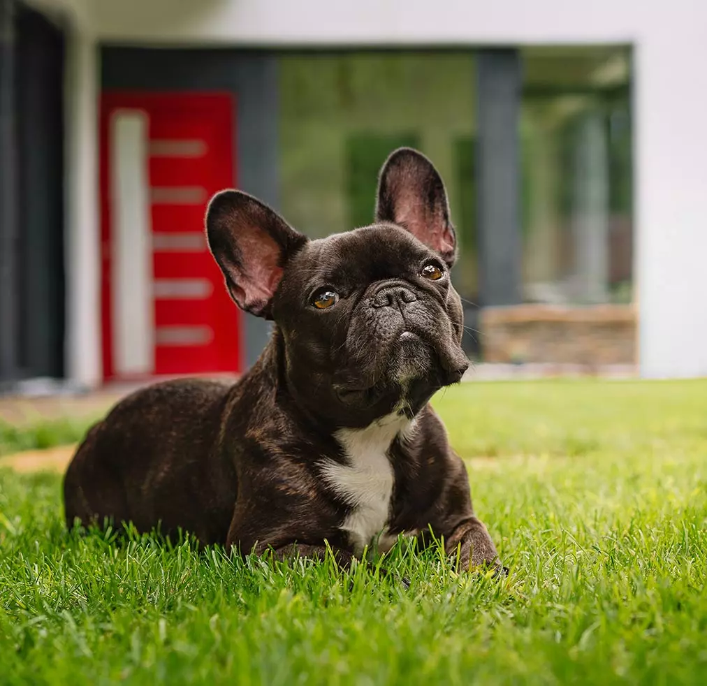 Élevage bouledogue Français 44