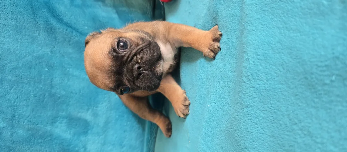A réservé un mâle fauve