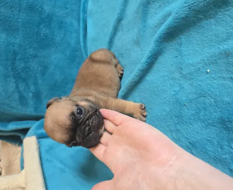 A réservé un mâle fauve